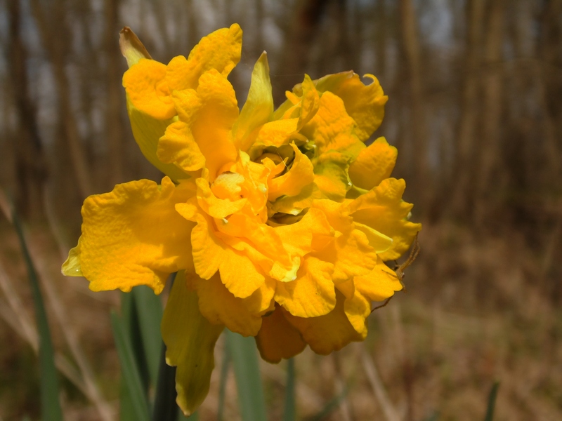 Parco del Ticino 21.3.15